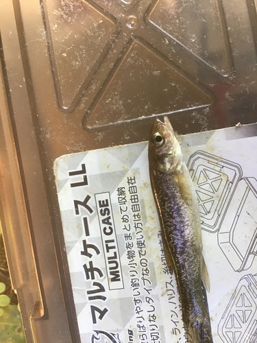 タカハヤの釣果