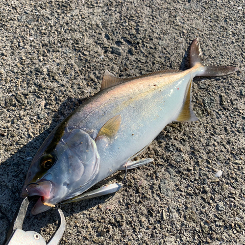 シオの釣果