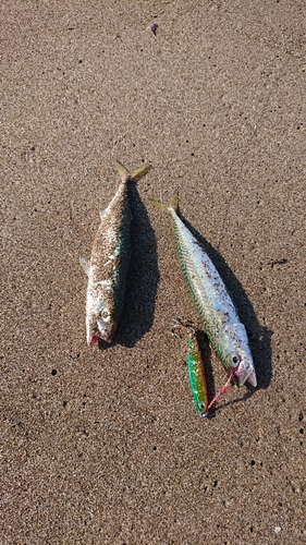 サバの釣果