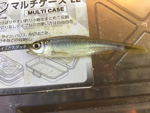 カワムツの釣果