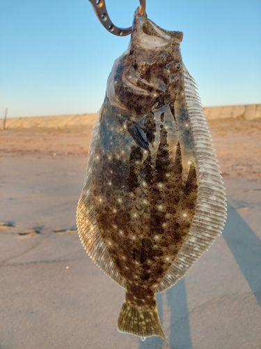 ソゲの釣果