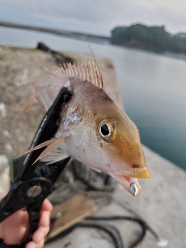 イトフエフキの釣果