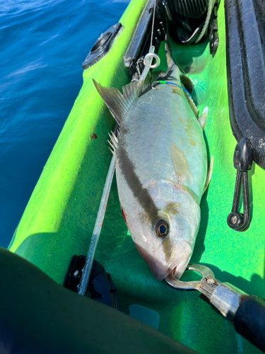 カンパチの釣果