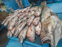 オオニベの釣果