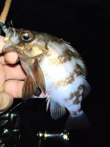 メバルの釣果