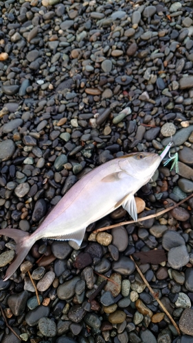 ショゴの釣果