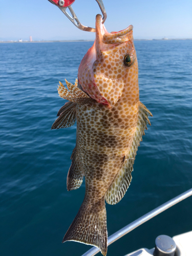 オオモンハタの釣果