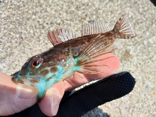 アナハゼの釣果