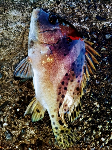 コショウダイの釣果