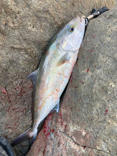 ヒレナガカンパチの釣果