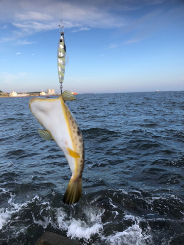 アカメフグの釣果