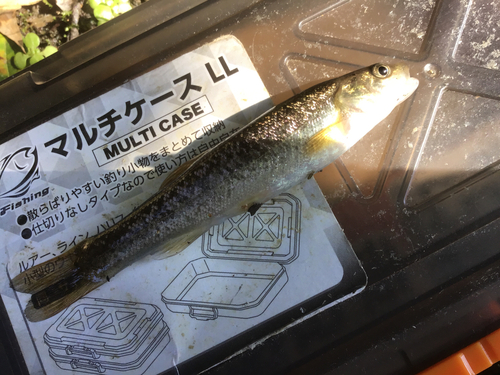 タカハヤの釣果