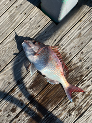 マダイの釣果