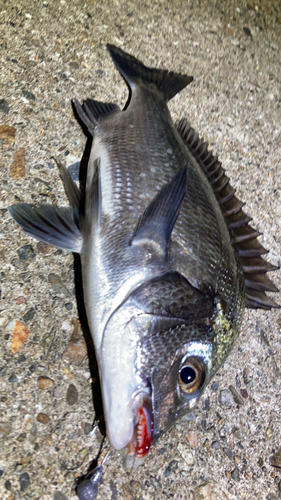 チヌの釣果