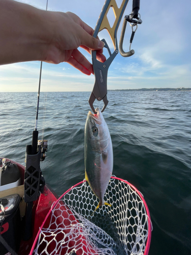 イナダの釣果