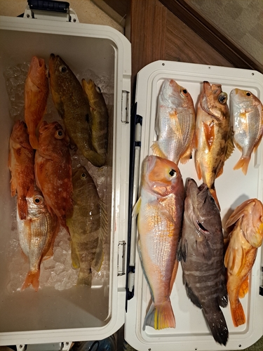 アマダイの釣果