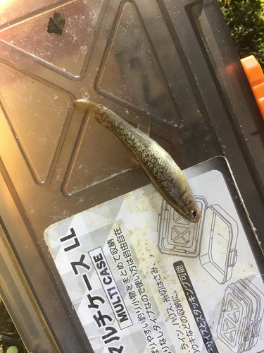 タカハヤの釣果