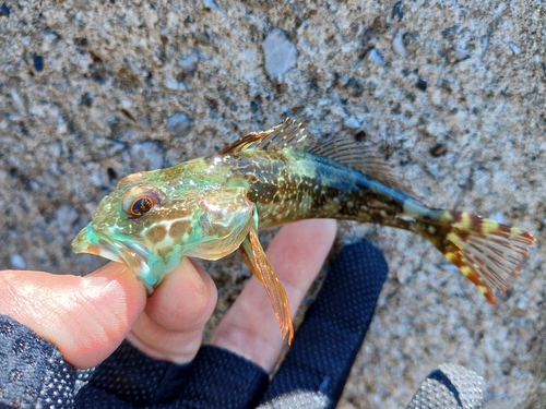 アナハゼの釣果