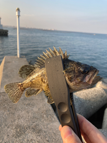 クロソイの釣果