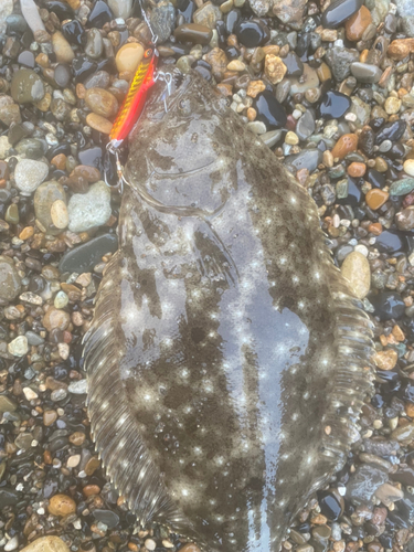 ヒラメの釣果