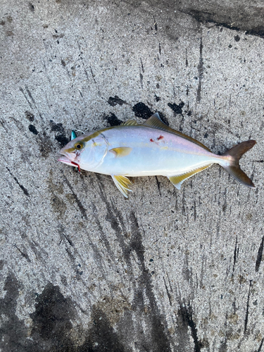 シオの釣果