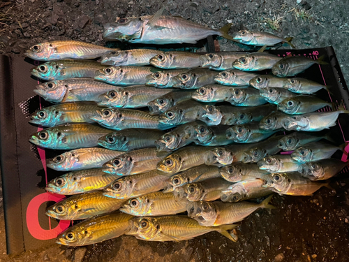 アジの釣果