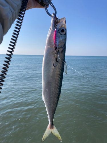 マサバの釣果