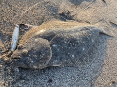 ヒラメの釣果