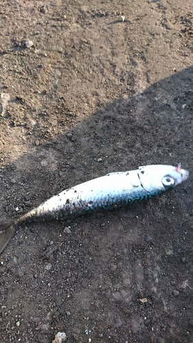 サバの釣果