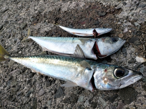 サバの釣果