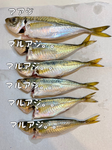 アジの釣果