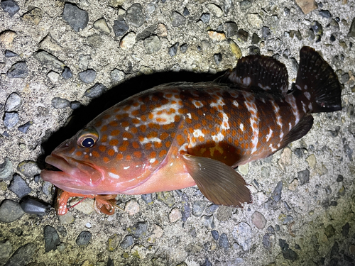 キジハタの釣果