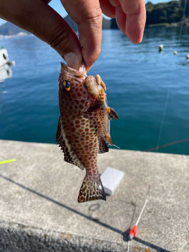 オオモンハタの釣果