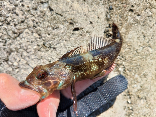 アナハゼの釣果