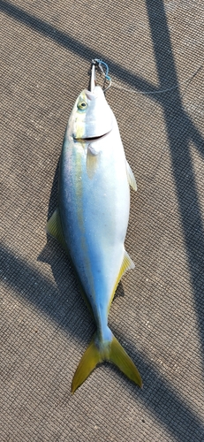 ヤズの釣果