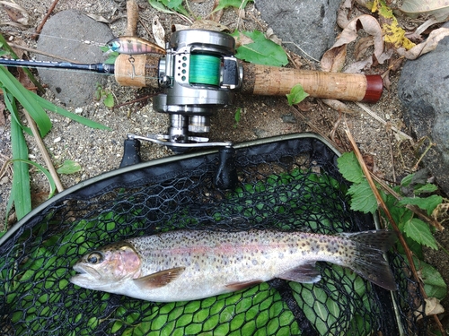 ニジマスの釣果