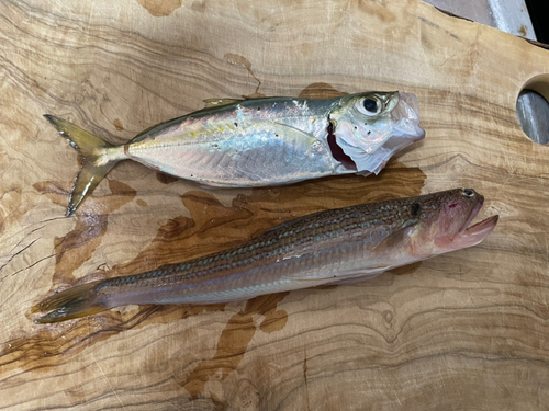 エソの釣果