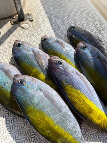 ウメイロの釣果