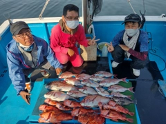 マダイの釣果