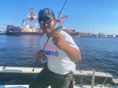 マアジの釣果