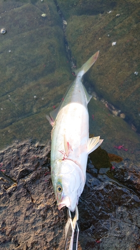 ヤズの釣果