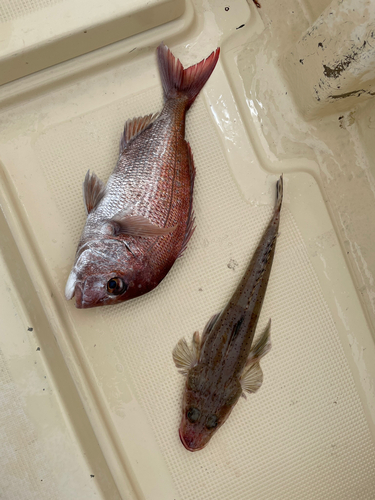 マダイの釣果