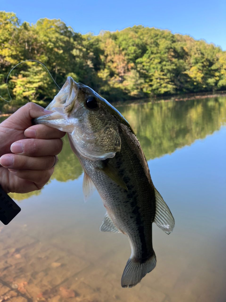 ブラックバス