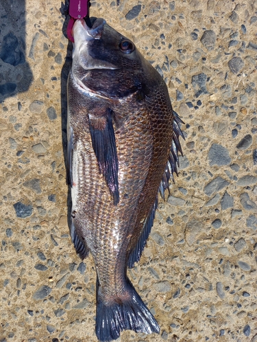 チヌの釣果