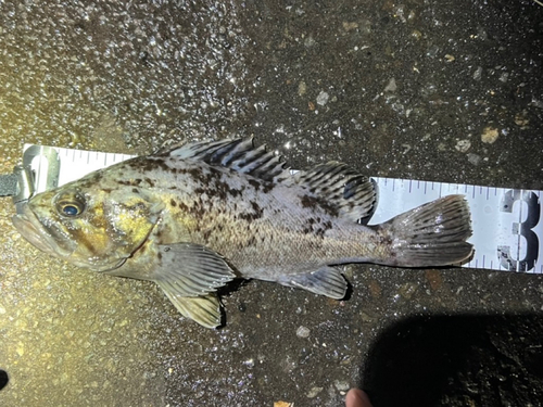 クロソイの釣果