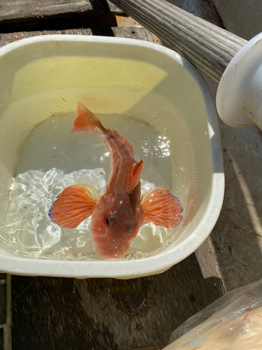 ホウボウの釣果