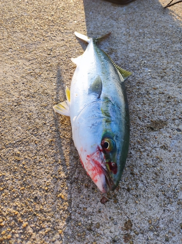 ヤズの釣果