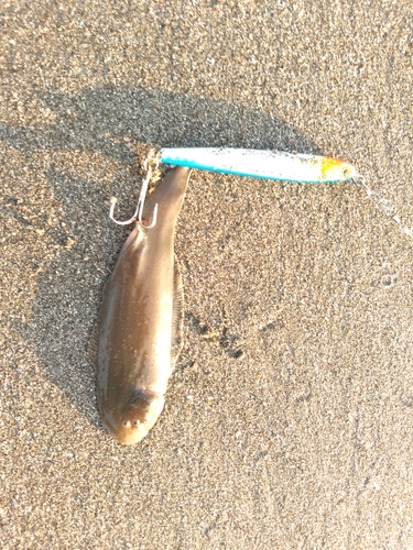 シタビラメの釣果