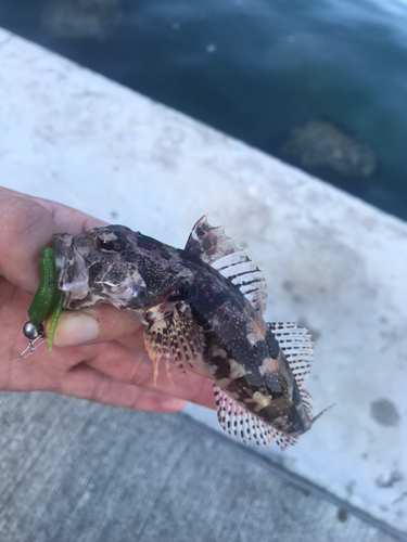 アナハゼの釣果