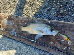 セイゴ（ヒラスズキ）の釣果